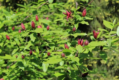Calycanthus floridus - sazaník květnatý - rozkvetlý habitus